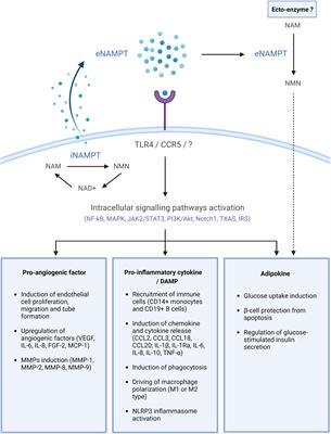 Extracellular nicotinamide phosphoribosyltransferase: role in disease pathophysiology and as a biomarker